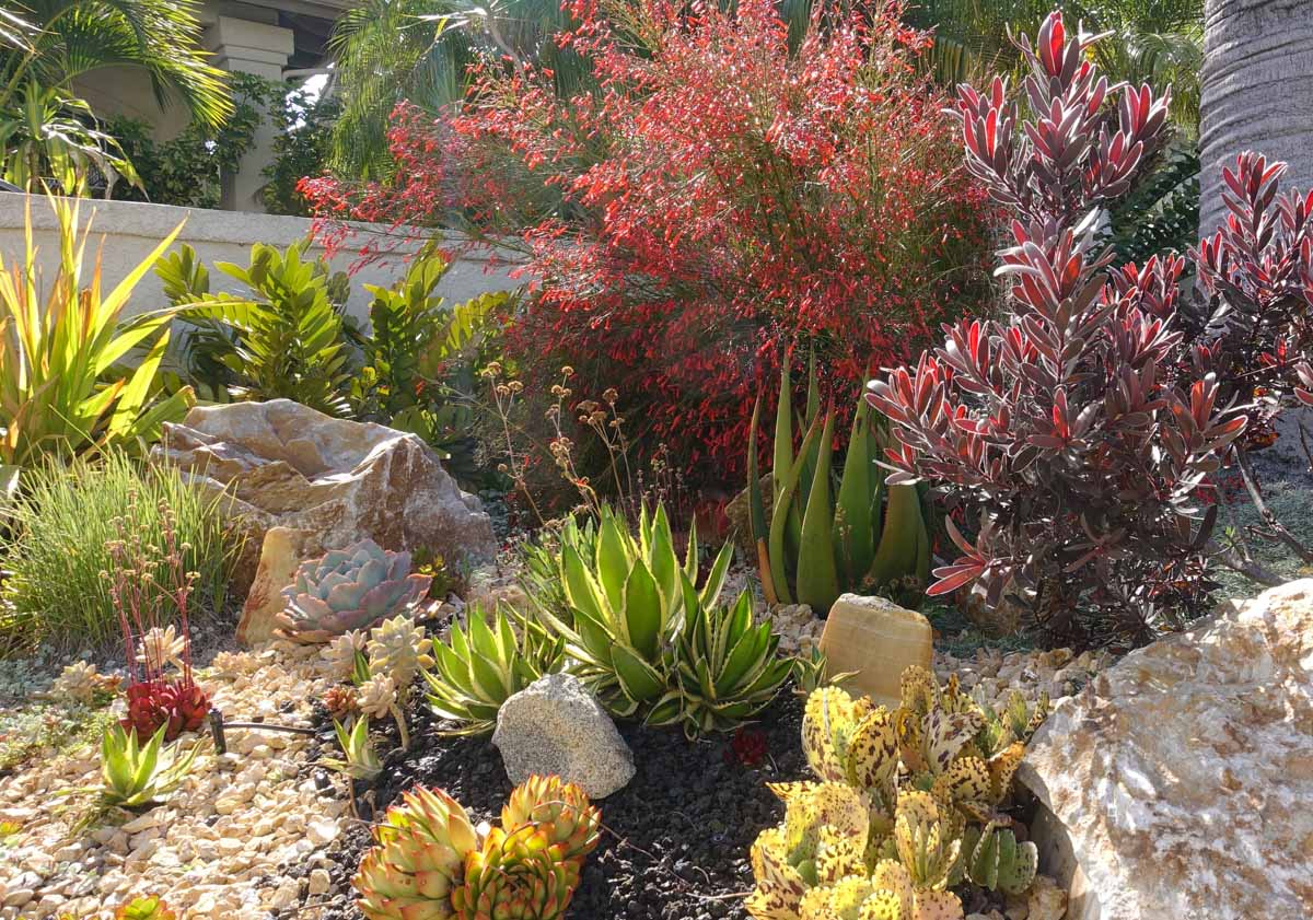 Xeriscape